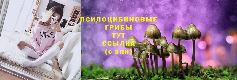 Галлюциногенные грибы Magic Shrooms  купить наркотики сайты  Болохово 